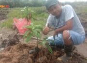 Begini Pendapat Seorang Jurnalistik, Soal Investasi Tanaman Alpukat