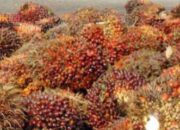 Tandan Buah Sawit Di Bangka Tembus Rp 1.700 Perkilogram