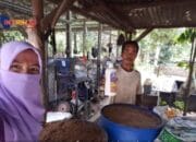 Kelompok Tani Sejahtera Desa Benteng, Kembangkan Bakteri MA-11