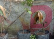 Begini Respon Bibit Mangga, Setelah Satu Minggu Diberi Kompos