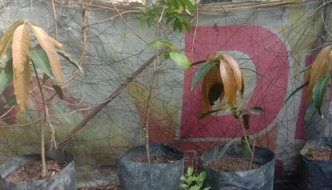 Begini Respon Bibit Mangga, Setelah Satu Minggu Diberi Kompos