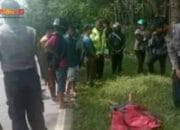 Saat Melintas Jalan , Pengendara Sepeda Motor Ditimpa Pohon Karet