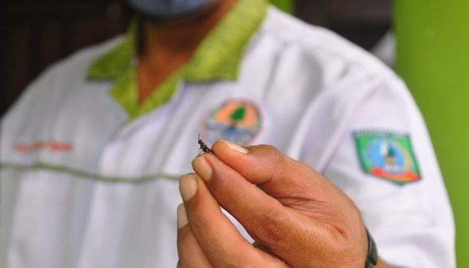 Pemkab Beltim Andalkan Lalat Tentara Hitam