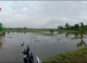 146 Hektare Lahan Sawah di Kabupaten Bangka Terendam Banjir