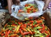 Waspada Cabai Rawit Palsu, Diberi Warna Merah Pakai Pakai Cat Semprot