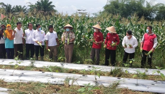 Gunakan Teknologi Jarwo 2 :1 dan Permentasi Kohe, BPP Mendo Barat Panen Jagung Manis