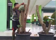 Anggota TNI ini Mahir Budidaya Bonsai Beringin Dolar, Ini Sarannya