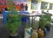 Warga Temukan Pohon Ganja di Kebun Sawit