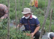 Ikut Panen Cabai di Tua Tunu, Molen: Pangkalpinang Butuh 50 Ton Tiap Tahun