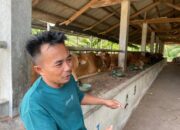 Sulit Datangkan dari Luar Daerah, Sapi Kurban Terancam Langka