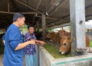 85 Persen Sapi di Bateng Sembuh dari PMK, Ahmad Targetkan Jual 500 Ekor Sapi Jelang Idul Adha