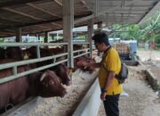 Stok Sapi di Bangka Tengah Banyak tapi Harga Naik Rp 5-7 Juta