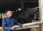Peternak Sapi di Bangka Tengah Kaget dapat WA dari Istana Presiden