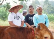 Pemkot Pangkalpinang Potong Sapi di Jade Bahrin, Molen: Kita Bagikan Door to Door