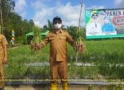 Satu Hektar Bawang Merah di Bateng Hasilkan 9 Ton