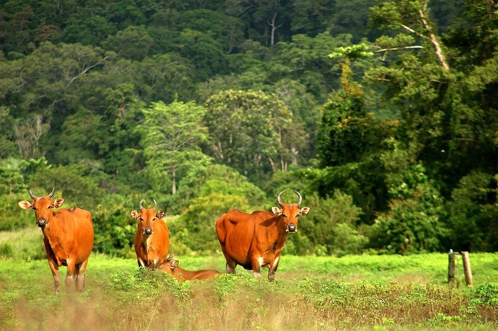 Wisata alam jawa timur Taman nasional alas purwo