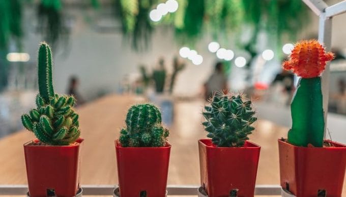 Inilah 7 Manfaat Menanam Kaktus di Dalam Rumah, Tingkatkan Kualitas Udara dan Kelembapan