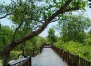 Destinasi Wisata Mangrove Surabaya, Menikmati Pesona Hutan Bakau Nan Indah