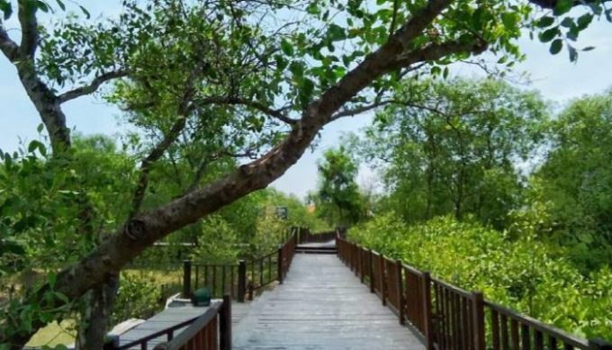 Destinasi Wisata Mangrove Surabaya, Menikmati Pesona Hutan Bakau Nan Indah