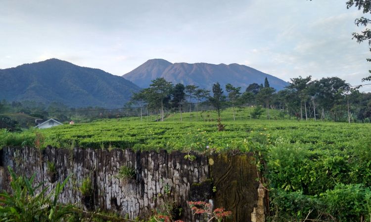 kebun teh