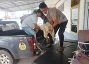 Pelajar SMP Tewas Terlindas Mobil, Motor Korban Hingga Kini Masih Hilang