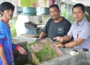 Duet PT Timah dan The Tanggokers, Lestarikan Ikan Endemik Bangka Belitung