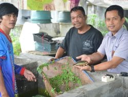 Duet PT Timah dan The Tanggokers, Lestarikan Ikan Endemik Bangka Belitung