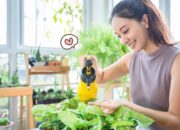 Minim Perawatan dan Mudah Dipelihara, 8 Tanaman Sayuran yang Mudah Ditanam