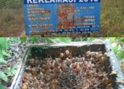 Manfaatkan Lahan Reklamasi PT Timah, Komunitas Raje Teran Belitong Bakal Dirikan Pariwisata Lebah