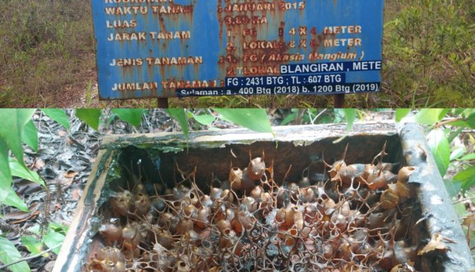 Manfaatkan Lahan Reklamasi PT Timah, Komunitas Raje Teran Belitong Bakal Dirikan Pariwisata Lebah