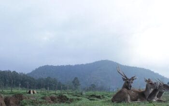 Wisata Alam Ranca Upas Ciwidey, Tempat Wisata Ramah Anak di Bandung