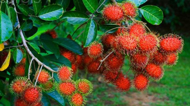 manfaat daun rambutan