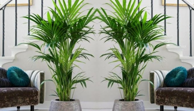 7 Jenis Tanaman Indoor Bikin Ruangan Terasa Lebih Sejuk Saat Cuaca Panas