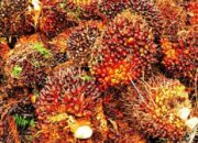 Tetesan Keringat Petani Sawit versus Harga TBS