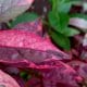khasiat daun ungu