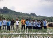 Petani Nadi Berhasil Panen Bawang Merah hingga 4 Ton