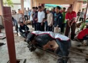 Simmetal 900 Kilogram Tumbang di Rumdin Bupati Bangka