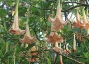 5 Manfaat dan Bahaya Konsumsi Daun Kecubung Bisa Menimbulkan Efek Halusinasi? Berikut Penjelasannya