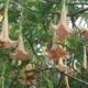 konsumsi daun kecubung