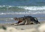 Buaya Sering Muncul di Laut Toboali, Nelayan Waswas