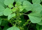 5 Manfaat Daun Anting-Anting untuk Kesehatan, Dapat Mengatasi Disentri dan Asam Urat