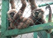 Ratusan Satwa Diselamatkan di PPS Alobi Air Jangkang