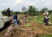 Kesulitan Air, Petani Krio Panting Tetap Berhasil Panen Semangka Hingga 20 Ton