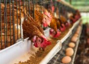 3 Cara Beternak Ayam Petelur Rendah Risiko dan Menguntungkan, Cocok untuk Pemula