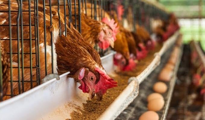 3 Cara Beternak Ayam Petelur Rendah Risiko dan Menguntungkan, Cocok untuk Pemula