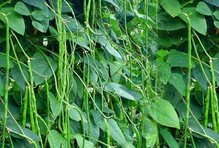 budidaya kacang panjang