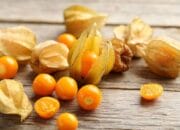 Inilah 7 Manfaat Buah Ciplukan untuk Kesehatan, Bantu Redakan Vertigo Hingga Cegah Kerusakan Sel!