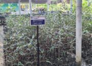 Ribuan Bakau di Nursery Mangrove Siap Tanam
