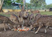 Lindungi Satwa di Bangka Belitung, PT Timah Gandeng Alobi