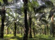 LBH Milenial Bangka Tengah Menang Gugatan Pemkab Bangka Barat